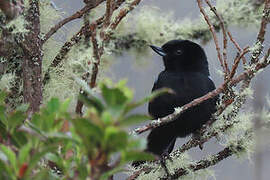 Glossy Flowerpiercer