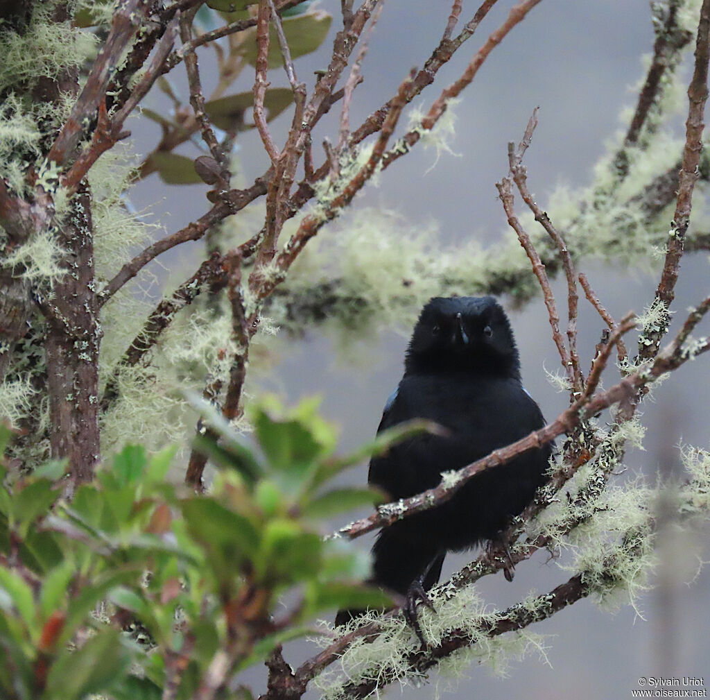 Glossy Flowerpierceradult