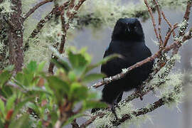 Glossy Flowerpiercer