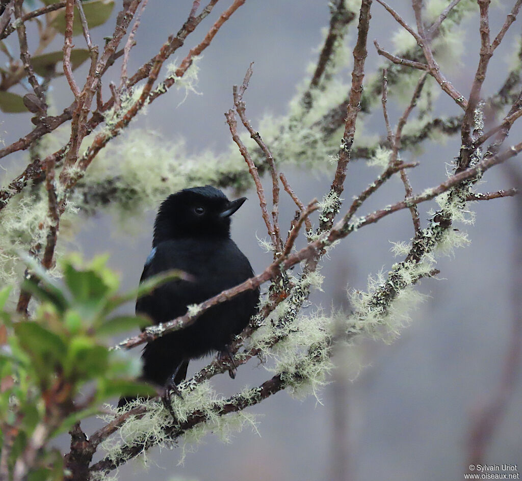 Glossy Flowerpierceradult