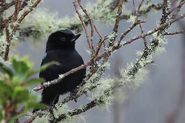 Glossy Flowerpiercer