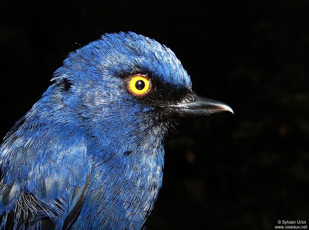 Percefleur glauqueadulte