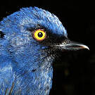 Percefleur glauque