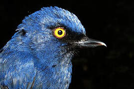 Golden-eyed Flowerpiercer