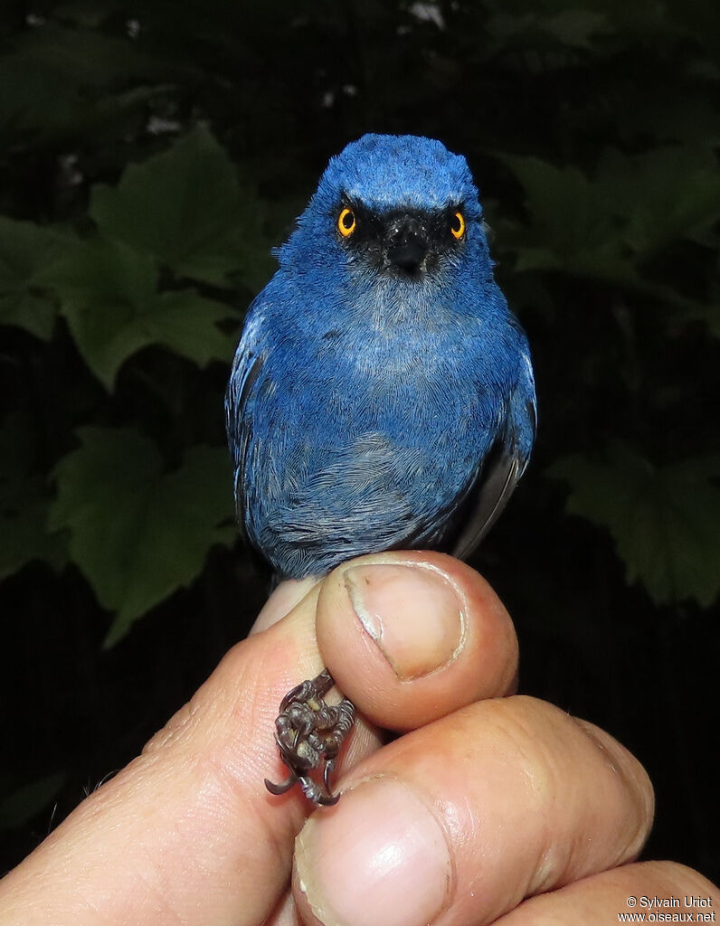 Golden-eyed Flowerpierceradult