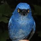 Percefleur glauque