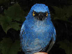 Golden-eyed Flowerpiercer