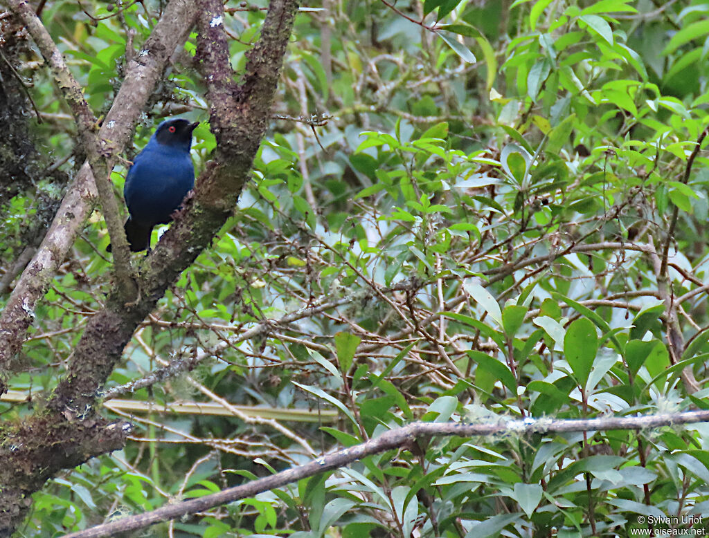 Masked Flowerpierceradult