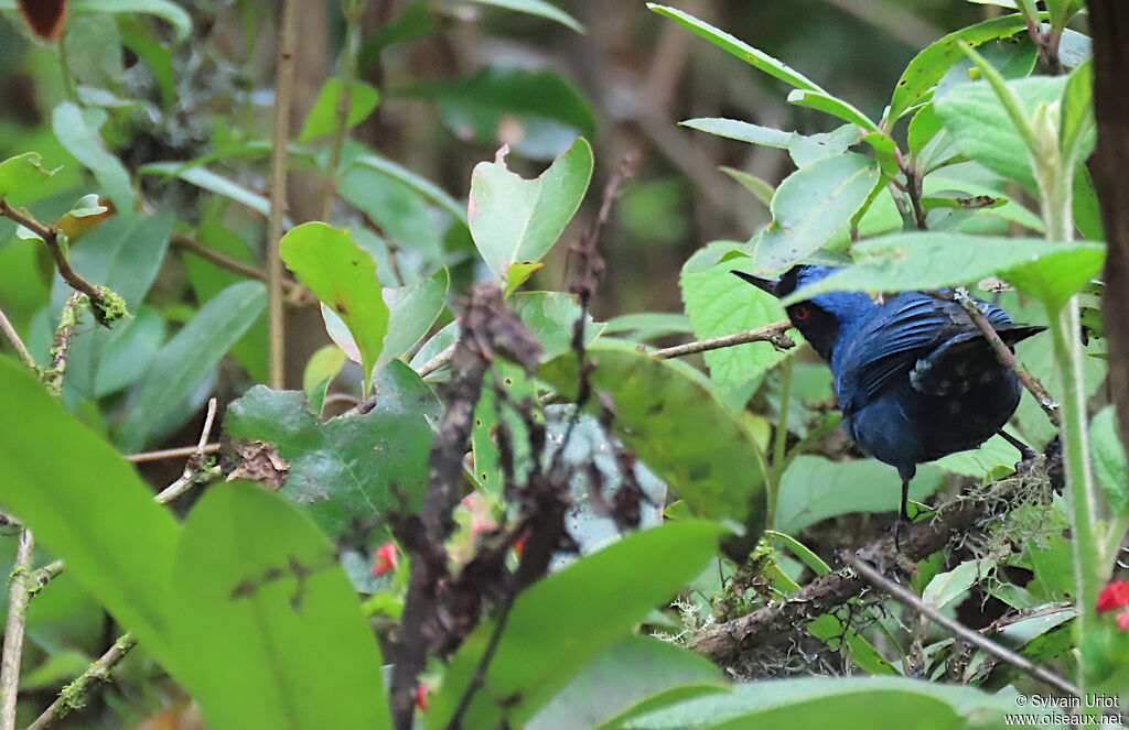 Masked Flowerpierceradult