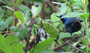 Masked Flowerpiercer