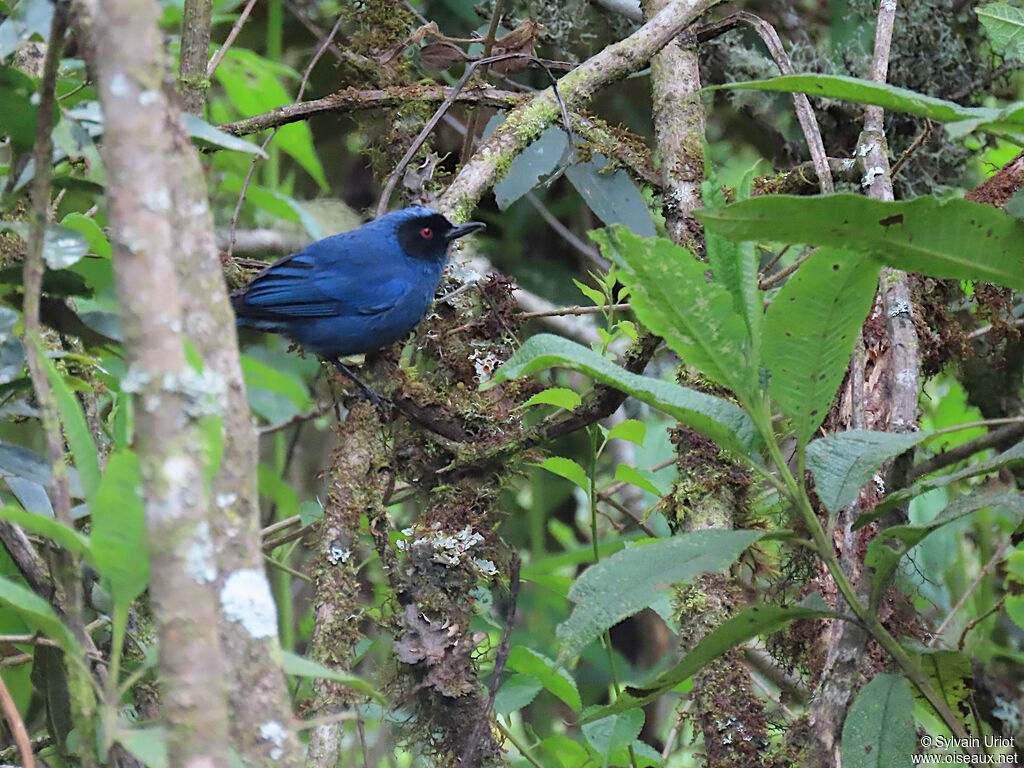 Masked Flowerpierceradult