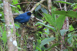 Masked Flowerpiercer