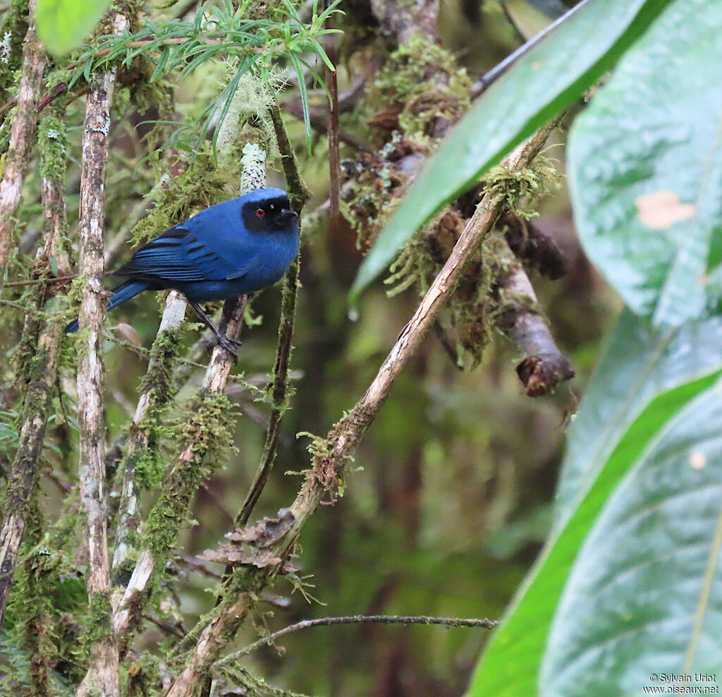 Masked Flowerpierceradult