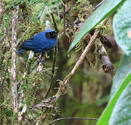 Masked Flowerpiercer