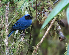 Masked Flowerpiercer