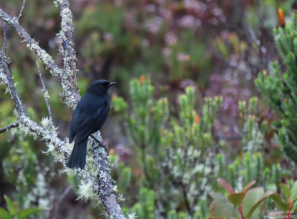 Black Flowerpierceradult