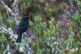 Black Flowerpiercer