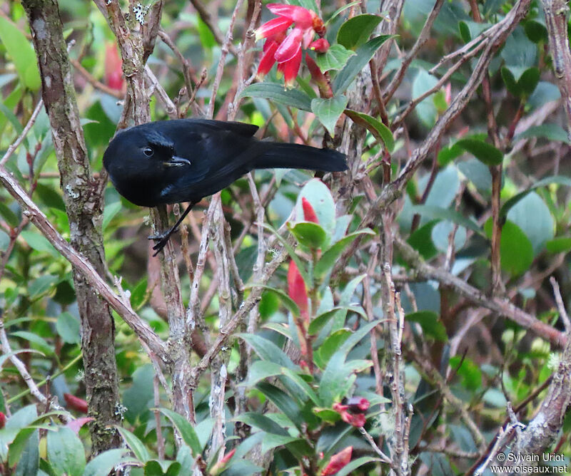 Black Flowerpierceradult