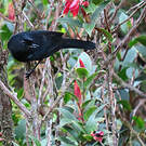 Percefleur noir