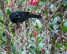 Black Flowerpiercer