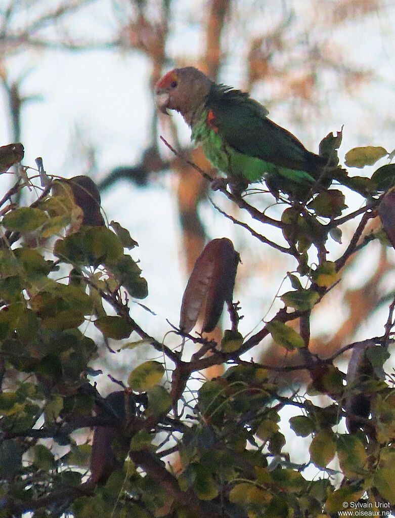 Brown-necked Parrot female adult