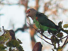 Brown-necked Parrot