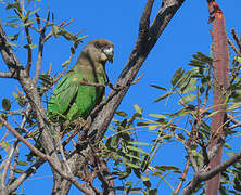 Brown-headed Parrot