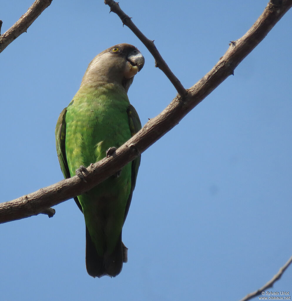 Brown-headed Parrotadult