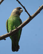 Brown-headed Parrot