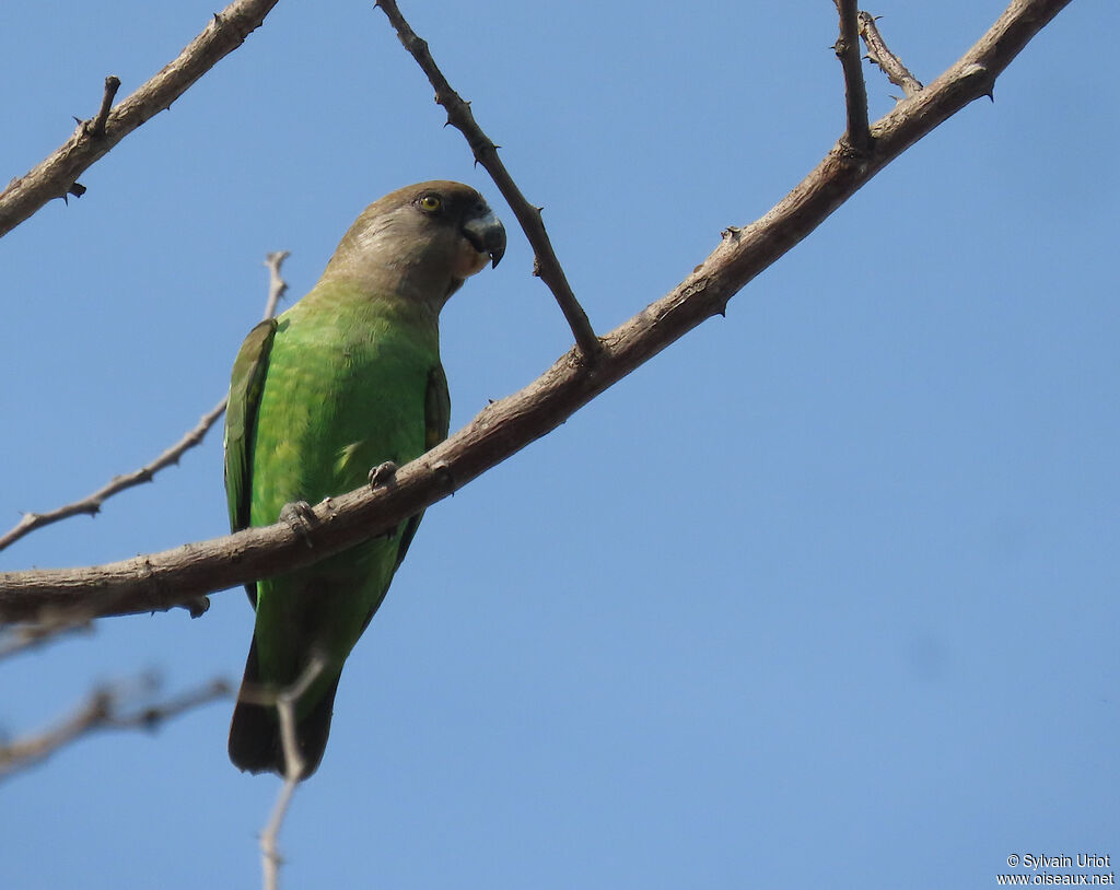 Brown-headed Parrotadult