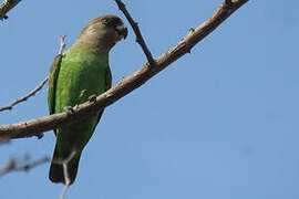 Brown-headed Parrot