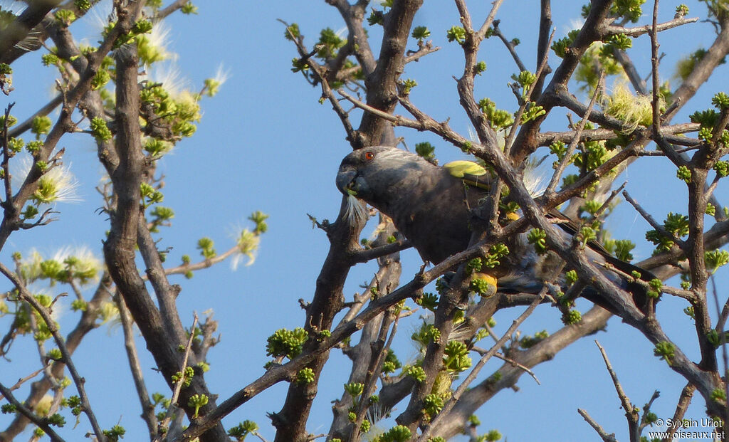 Rüppell's Parrot