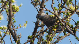 Rüppell's Parrot