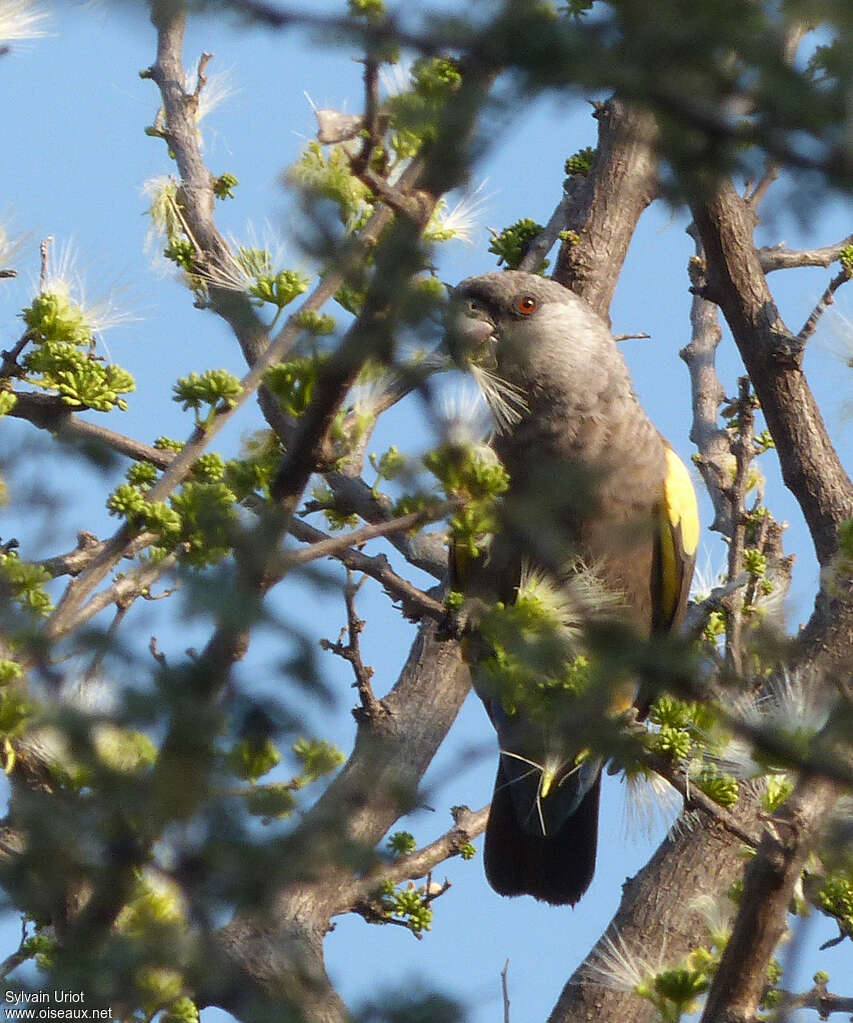 Rüppell's Parrot, identification