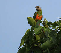 Senegal Parrot