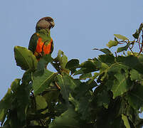 Senegal Parrot