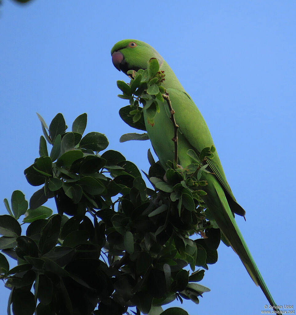 Rose-ringed Parakeetadult