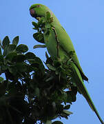 Rose-ringed Parakeet