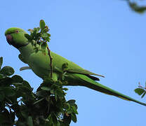 Rose-ringed Parakeet