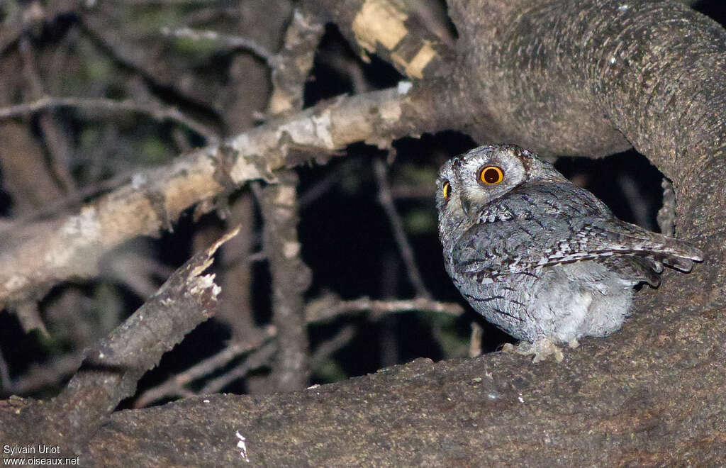 African Scops Owladult