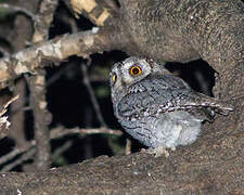 African Scops Owl