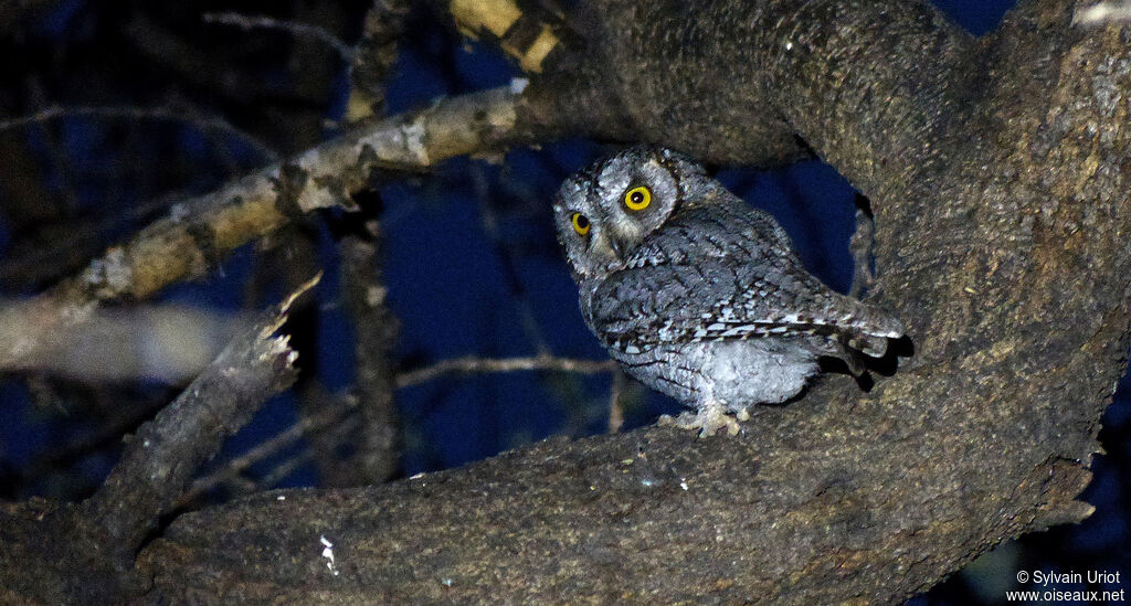 African Scops Owladult