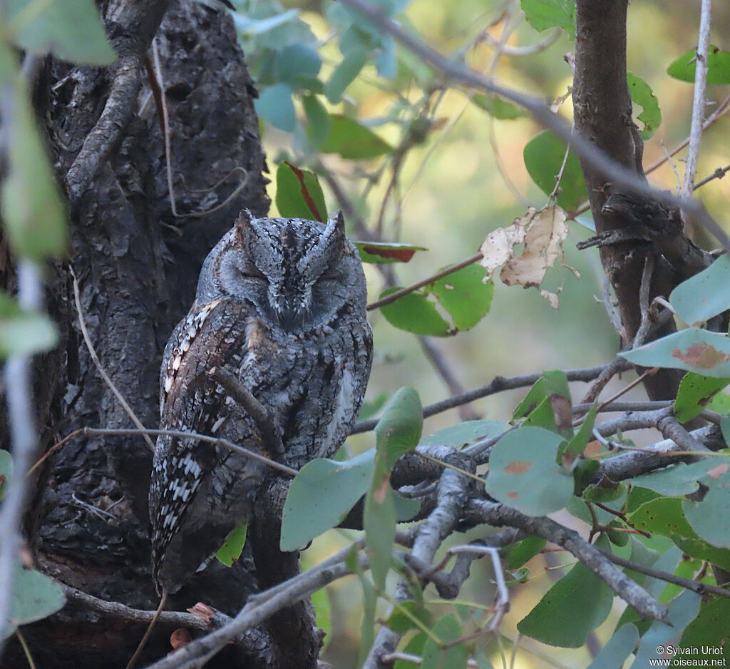 African Scops Owladult