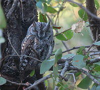 African Scops Owl