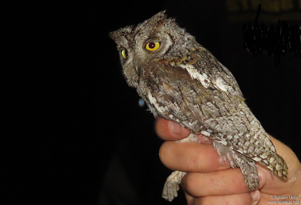 African Scops Owladult