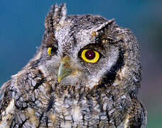 Tropical Screech Owl