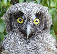 Tropical Screech Owl