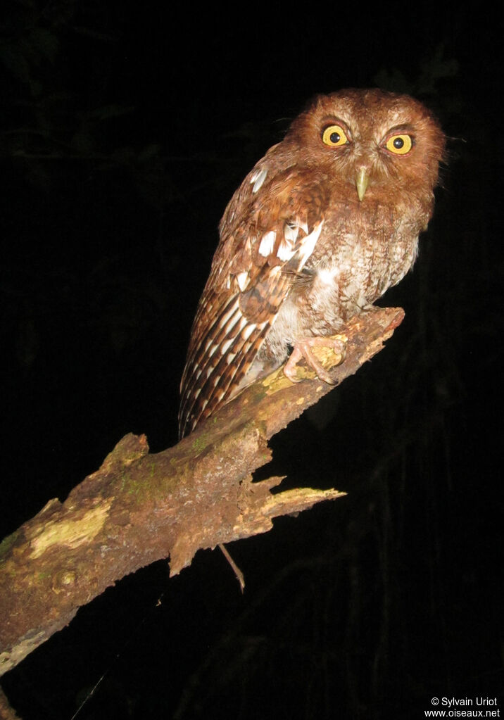 Foothill Screech Owl