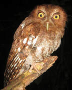 Foothill Screech Owl