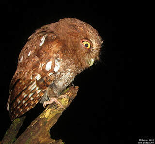 Petitduc de Roraima adulte syur218511